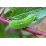 Black Hairstreak S. pruni 5 larvae